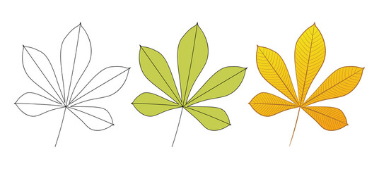 Chestnut tree autumn yellow leaf. Drawing by steps. Isolated on white. Vector illustration.