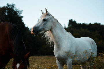 Obraz premium Beautiful white arabian horse mare posing on the meadow, pasture 