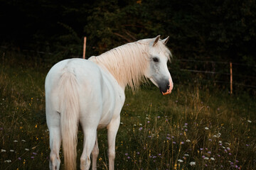 Beautiful white arabian horse mare posing on the meadow, pasture	