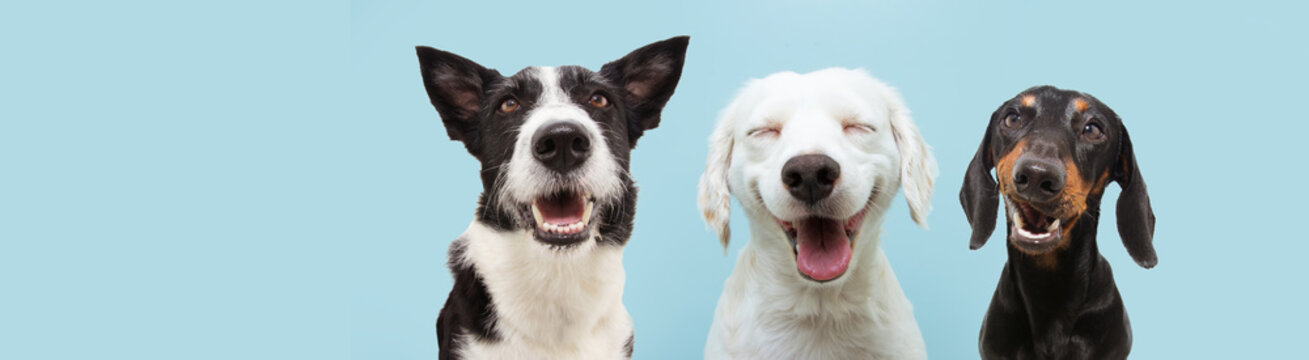 Banner three  happy dogs  smiling on colored blue backgorund with closed eyes and smile expression.