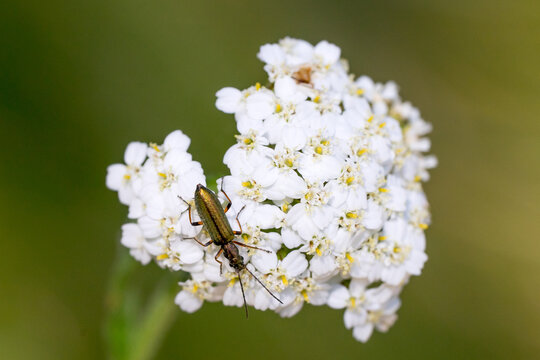 Closeup of a False Blister Beetle (Chrysanthia geniculata) on yarrow flowers (Achillea millefolium)