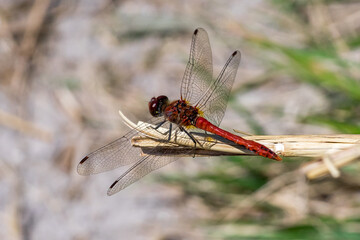 Closeup of a darter dragonfly (prob. Ruddy darter Sympetrum sanguineum)
