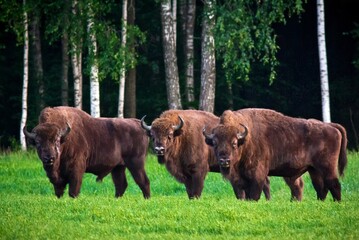 Three huge bisons grazing on green meadow with forest on background. Belovezhskaya Pushcha National Park, Belarus. It's the last primaeval forest fragment of the Europe's woodlands. © Алексей Мараховец