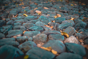 dry leaves on stone