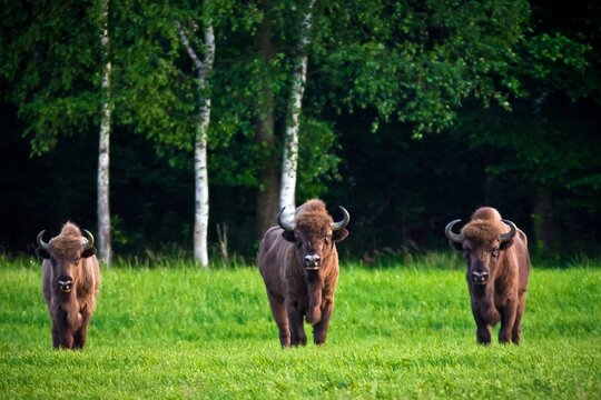 Three huge bisons look into the camera, grazing on green meadow with forest on background. Belovezhskaya Pushcha National Park, Belarus.