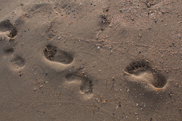 baby footprints on the sandy seashore