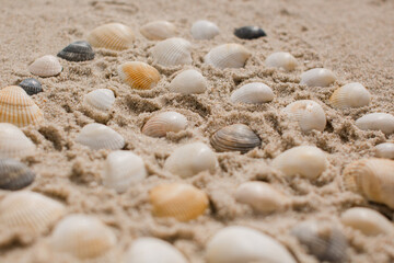 seashells in the sand on the seashore