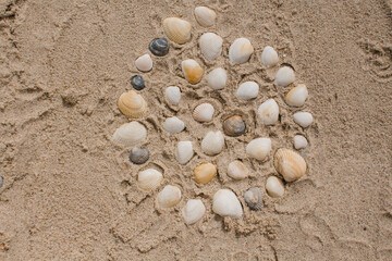 seashells in the sand on the seashore