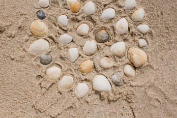 seashells in the sand on the seashore