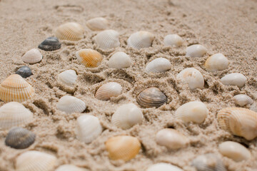 seashells in the sand on the seashore