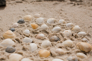 Fototapeta na wymiar seashells in the sand on the seashore