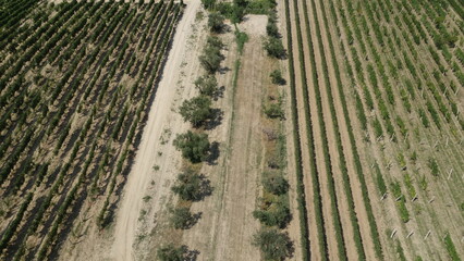Ulivi e vigneti