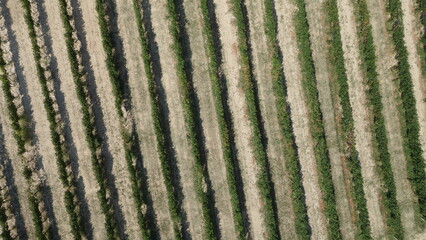 Vigneti