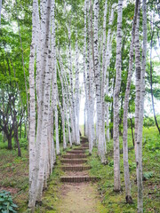 北海道の風景 美瑛拓真館 白樺回廊