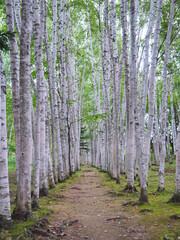 北海道の風景 美瑛拓真館 白樺回廊