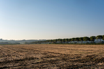 Tuscany sunny landscape. Typical for the region tuscan farm house, hills, vineyard. Italy