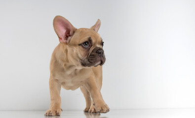 Portrait of a french bulldog puppy on a white background.