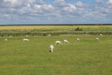 Schafe auf Pellworm