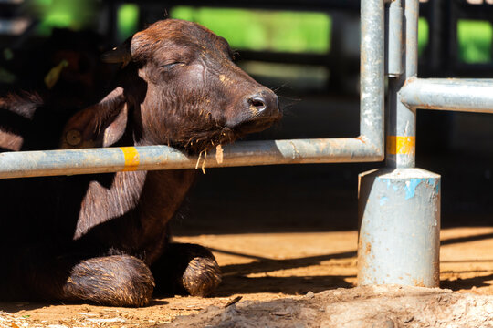 asian baby murrah buffalo or water buffalo sleeping in stables at local dairy farm in hot weather summer. agriculture and farming concept