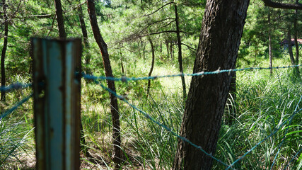 森林の中の有刺鉄線
