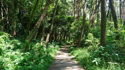 福岡市の森林と植物