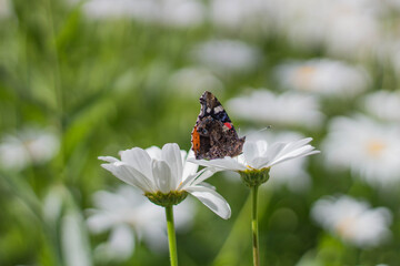 Schmetterling