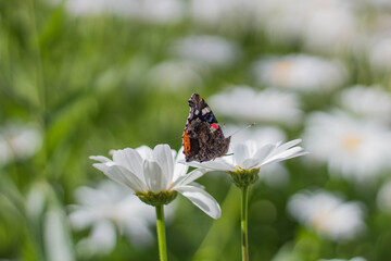 Admiral Schmetterling