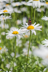 Admiral Schmetterling