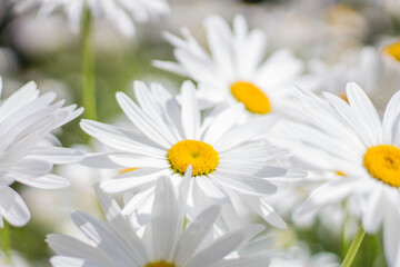 Fototapeta premium Margeriten
