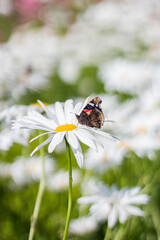 Admiral Schmetterling