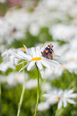 Admiral Schmetterling