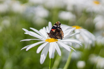 Schmetterling