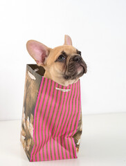 French bulldog puppy in a gift bag on a white background.