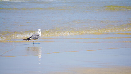 波際の海鳥ワライカモメ