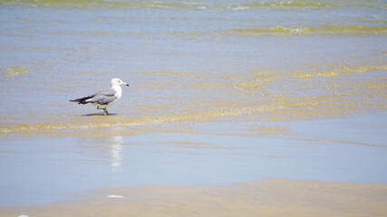 波際の海鳥ワライカモメ