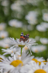 Admiral Schmetterling