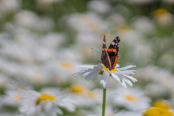 Admiral Schmetterling