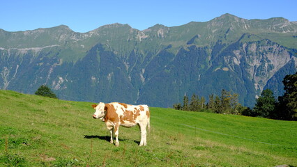 Fototapeta na wymiar Swiss cow grazing on alpine meadow, Axalp, Switzerland