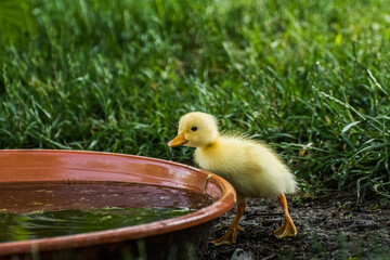 little dear yellow baby running duck