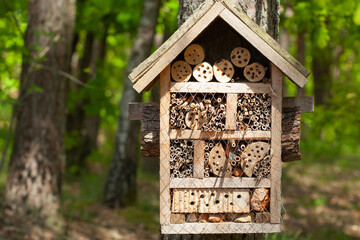 Interesting birdhouse on a tree on the ecological trail in the forest