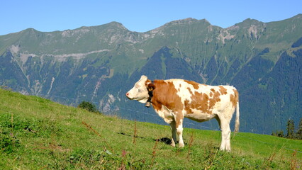 Fototapeta na wymiar Swiss cow grazing on alpine meadow, Axalp, Switzerland