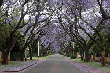 jacaranda trees in full bloom 