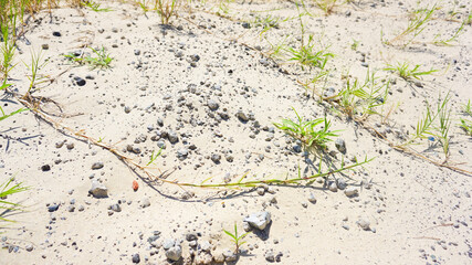 砂浜の植物