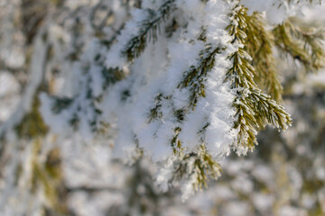 Green Christmas tree branches covered with snow crystals. Background - white snow in winter. The concept of winter holidays, New Year, Christmas. Selective focus.