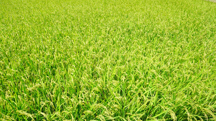 夏の終わりの稲穂