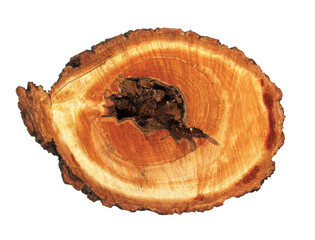 Log cross section, linden tree trunk