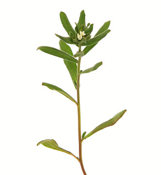 Field gromwell or corn gromwell isolated on white, Lithospermum arvense