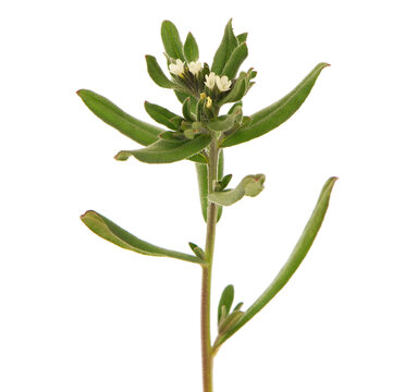 Field gromwell or corn gromwell isolated on white, Lithospermum arvense