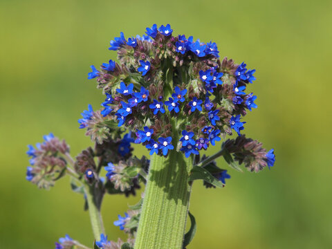 Bugloss or Alkanet plant with abnormal growths; The stem is not round but flattened and wide that looks like many flowers pushed together. Anchusa officinalis