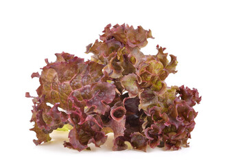 Red oak lettuce on white background.